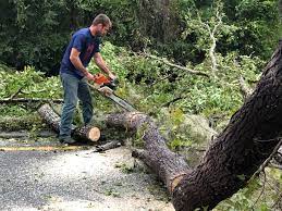 Trusted Newport, SC Tree Services Experts